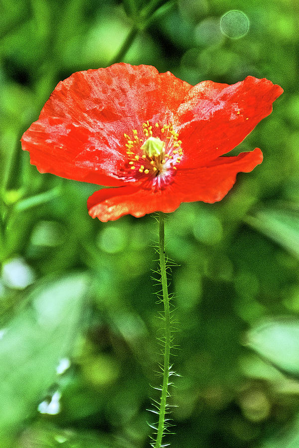 Orange Icelandic Poppy on Harvard St. in Claremont, California    Photograph by Ruth Hager