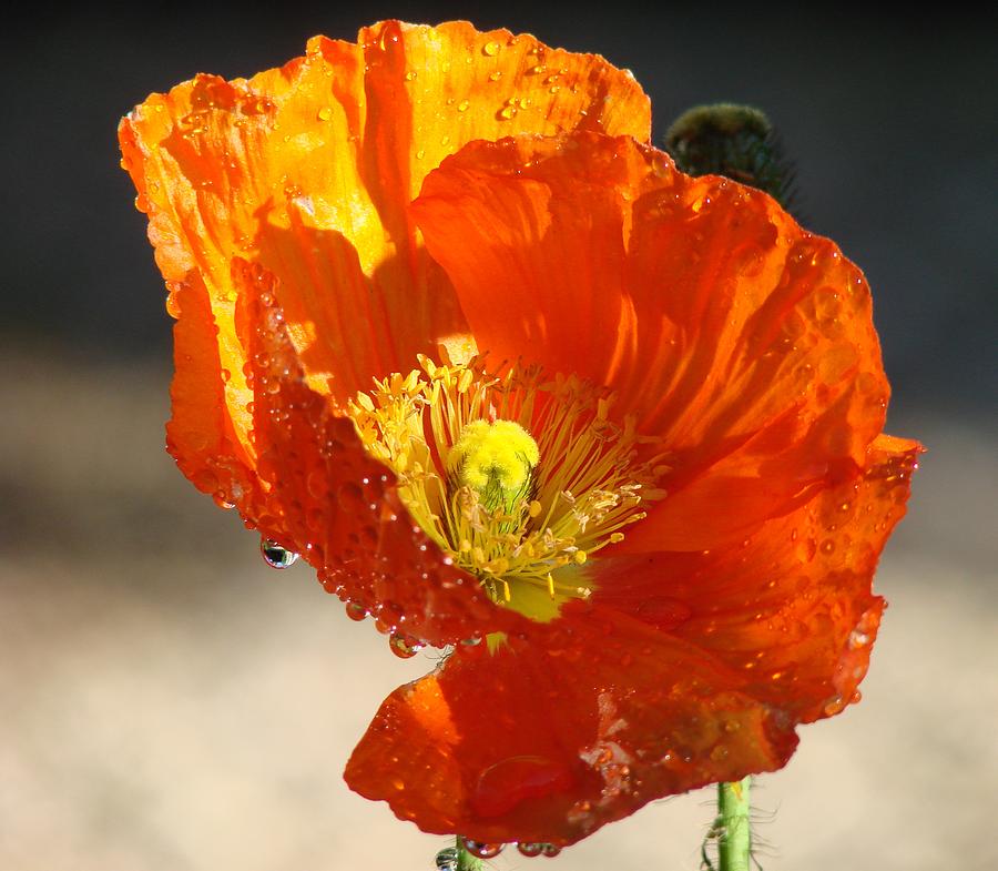 Orange Iclandic Poppy Photograph by Liz Vernand