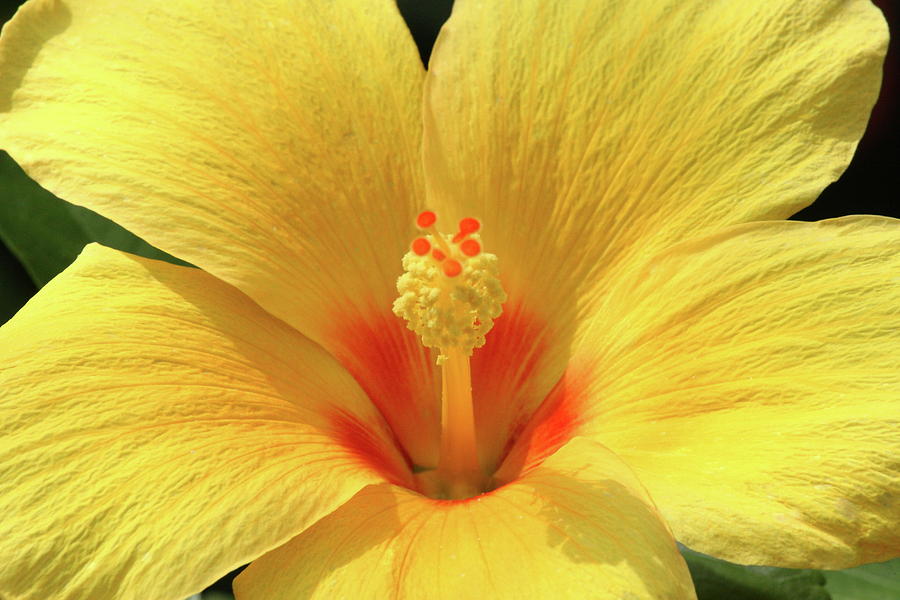 Orange in Yellow Hibiscus Photograph by Lou Ford