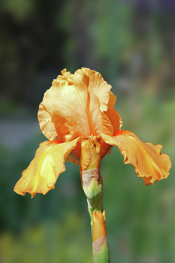 Orange Iris 4 Photograph By Nancy Aurand Humpf Fine Art America 3627