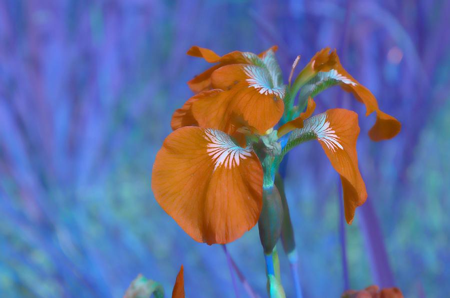 Orange Iris Photograph by Cathy Mahnke