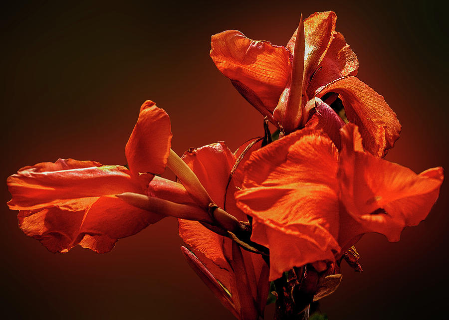 Orange Iris Flower Photograph by Joseph Hollingsworth
