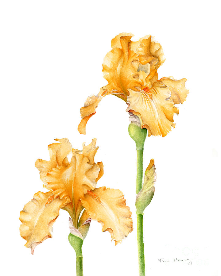 Orange Iris Painting by Fran Henig