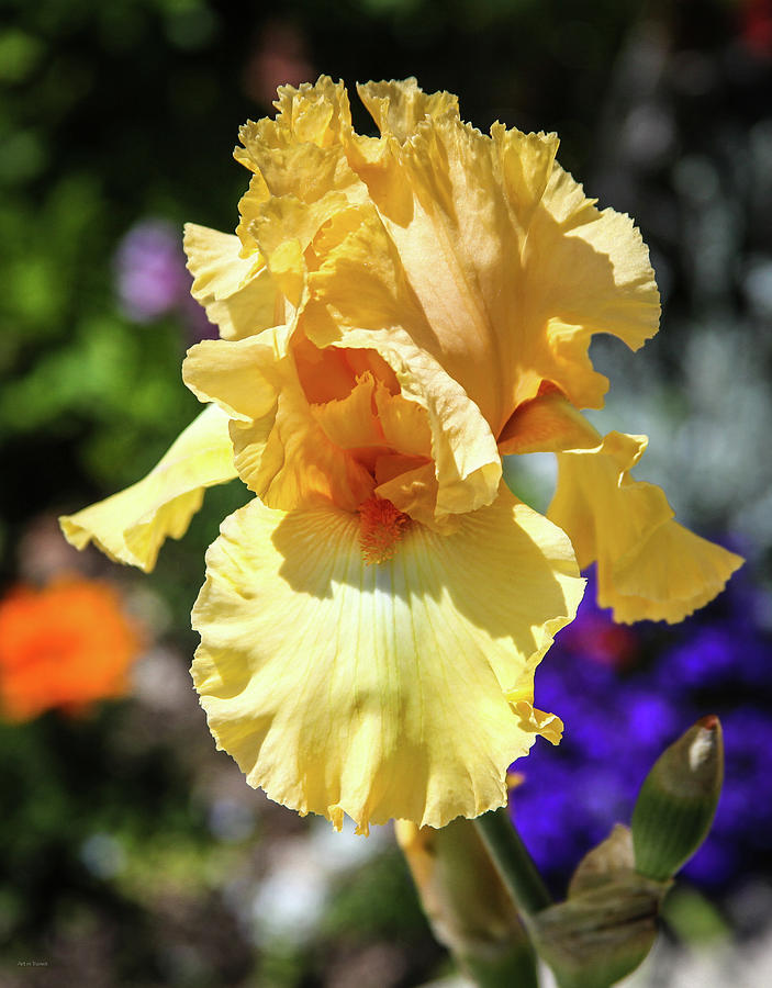 Iris Photograph - Orange Iris by Ross Henton