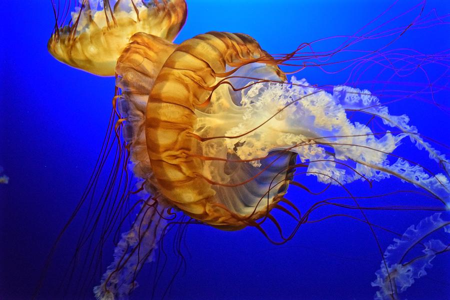 Orange Jelly Photograph by Lisa Hanafan - Fine Art America