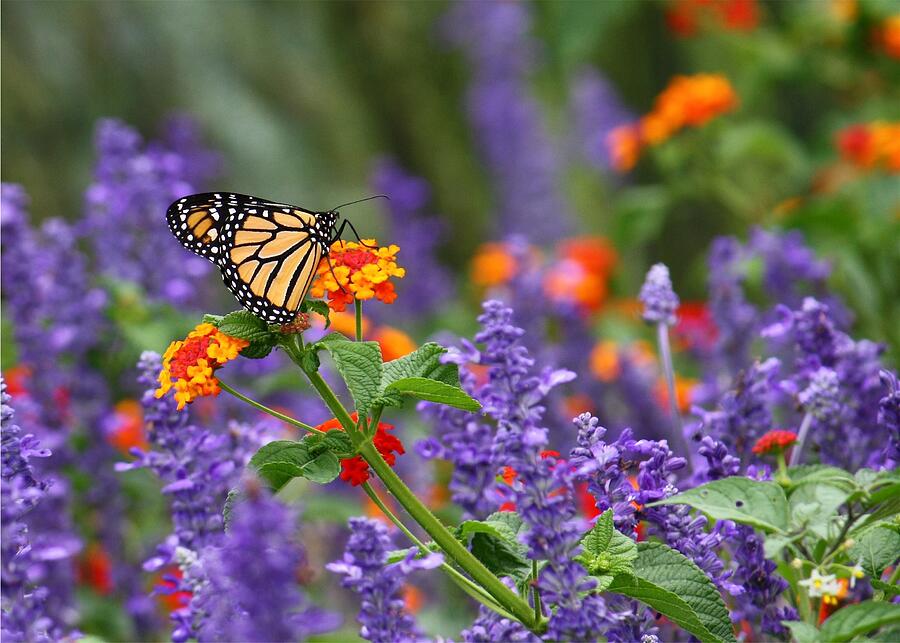 Butterfly Photograph - Orange Juice by Lori Deiter