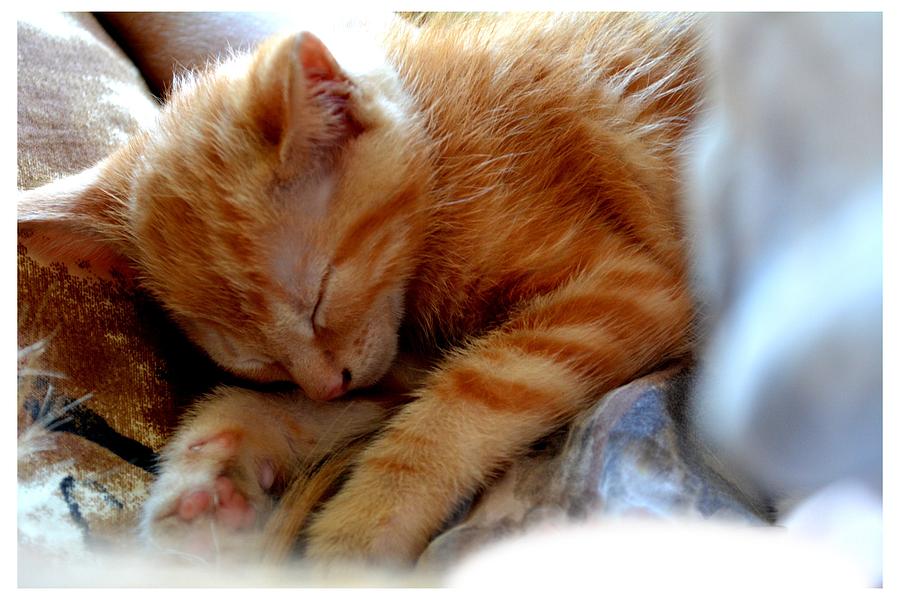 sleeping orange kittens
