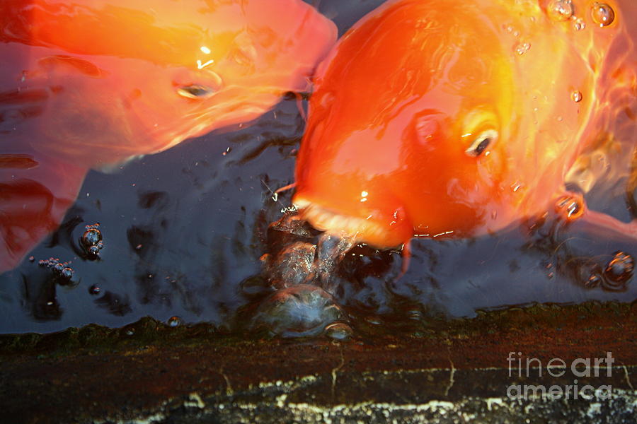 Koi Photograph - Orange kiss by Victoria Davis