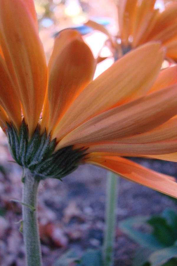 Flower Photograph - Orange Lady Gerbera by Mary Halpin