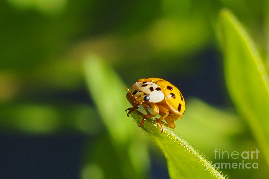 Orange Ladybug on Leaf Photograph by Randy Harris