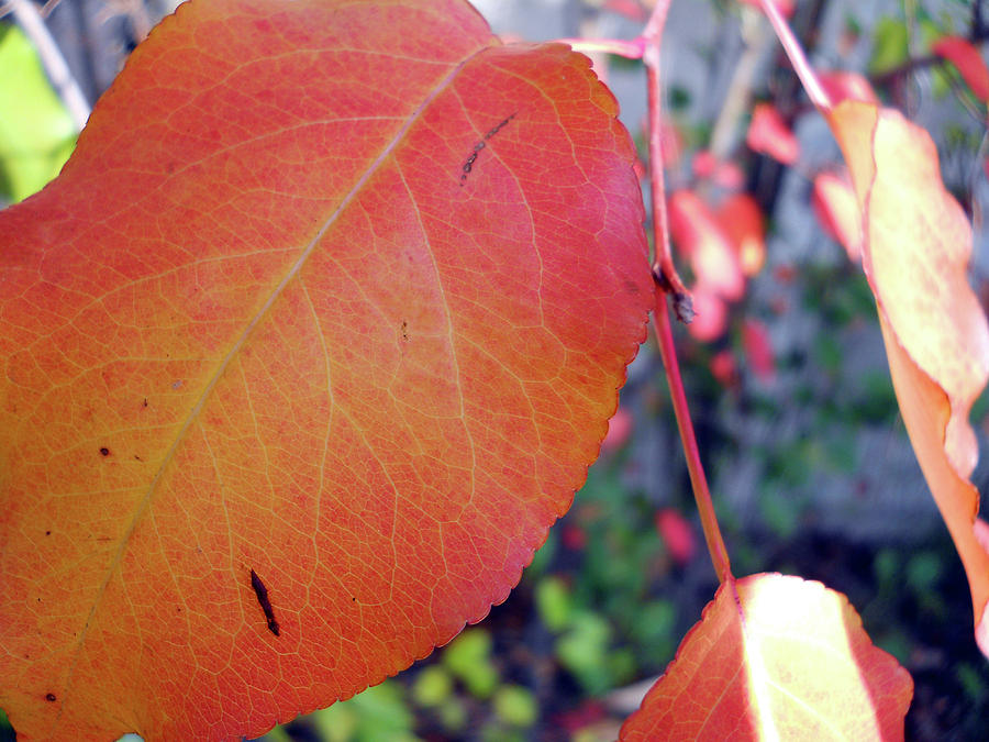 Orange Leaf 3 Photograph