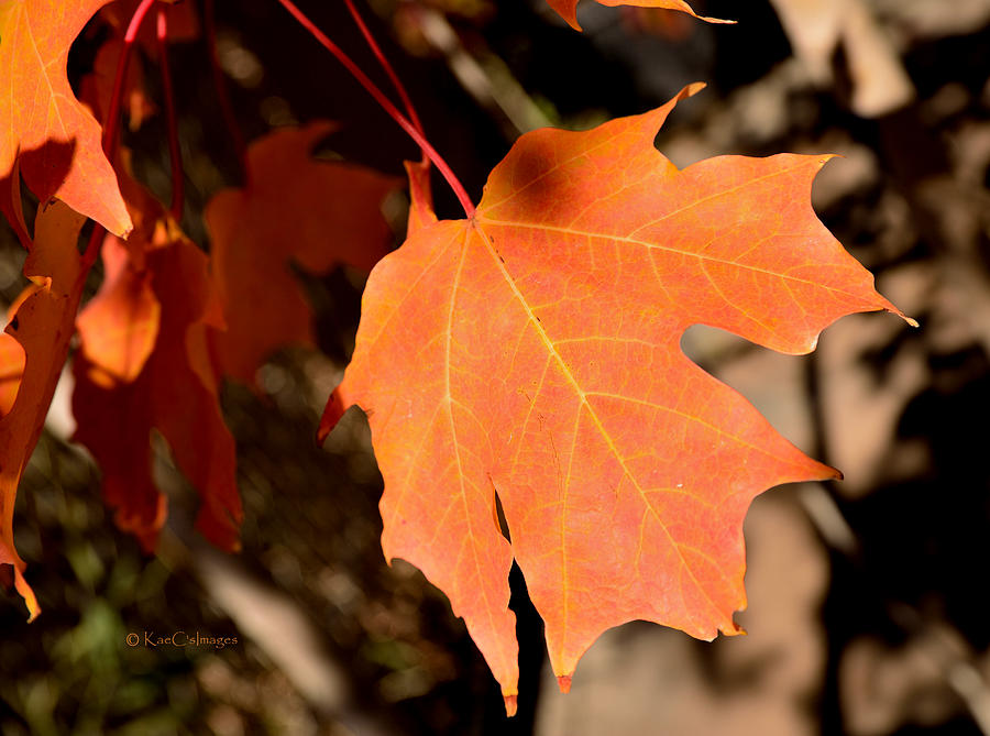 Orange Leaf of Autumn Photograph by Kae Cheatham