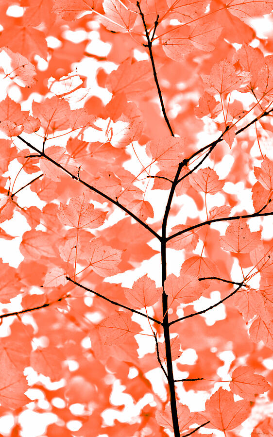 Orange Leaves Melody  Photograph by Jennie Marie Schell
