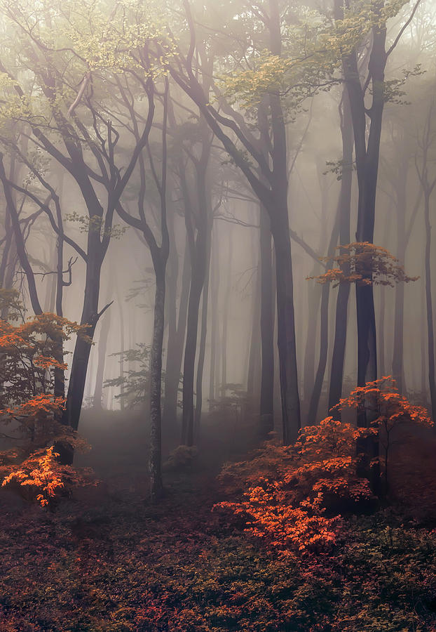 Orange leaves of autumn Photograph by Jaroslaw Blaminsky