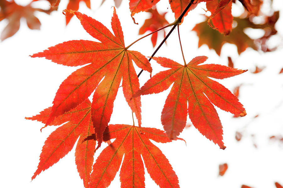 Orange Leaves of Japanese Maple Tree Photograph by Jenny Rainbow