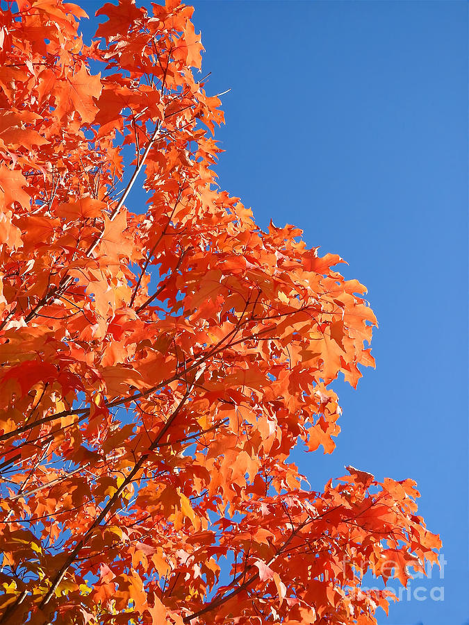 Orange Leaves Reaching Photograph by Beth Myer Photography