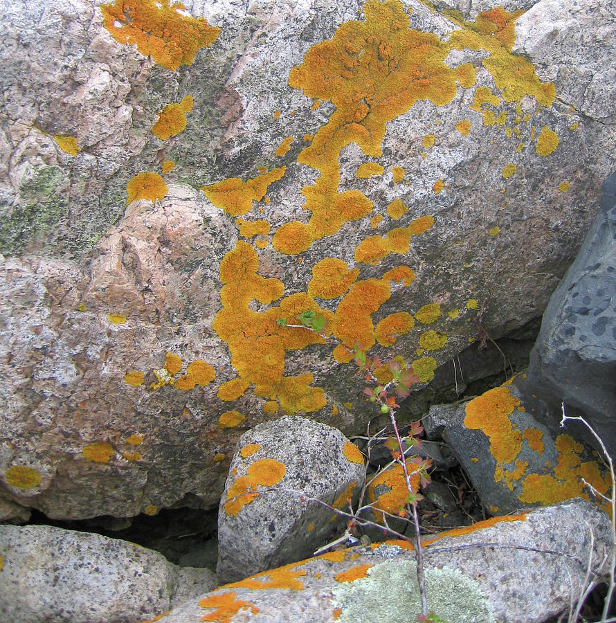 Orange Lichen Acadia Photograph by Mary Bedy