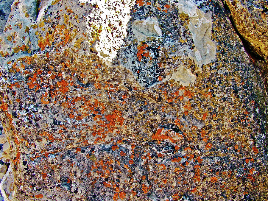 Orange Lichen on a Rock on Hermits Trail in Grand Canyon National Park-Arizona   Photograph by Ruth Hager