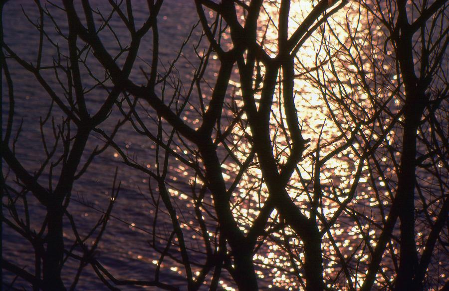 Orange Light And Branches  Photograph by Lyle Crump