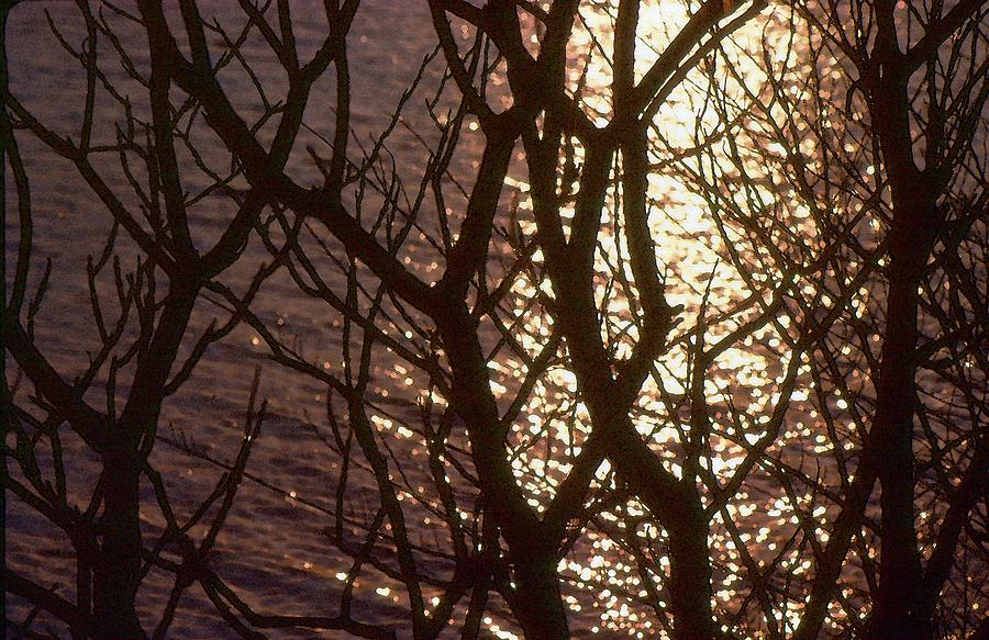 Orange Light And Branches Two  Digital Art by Lyle Crump