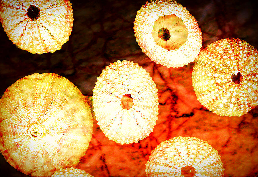 Orange Light Digital Art by Cathy Anderson