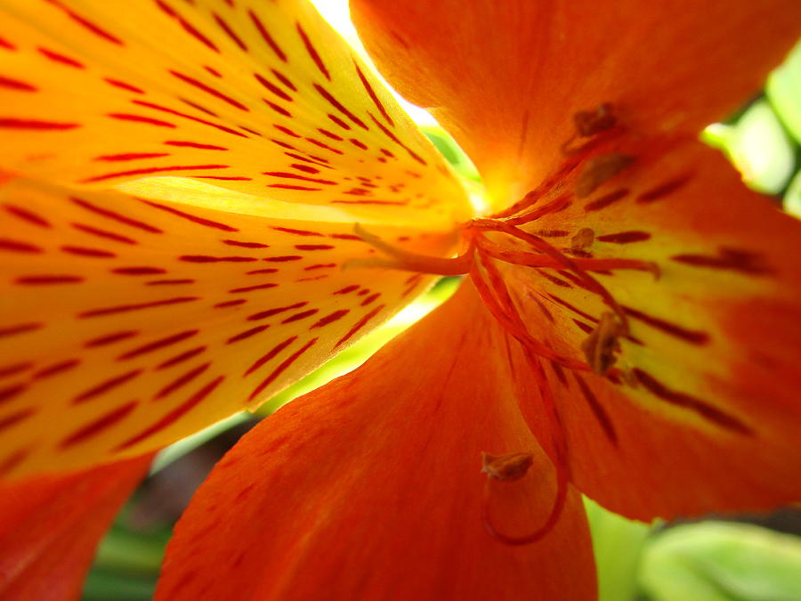 Orange Light Photograph by Liz Vernand