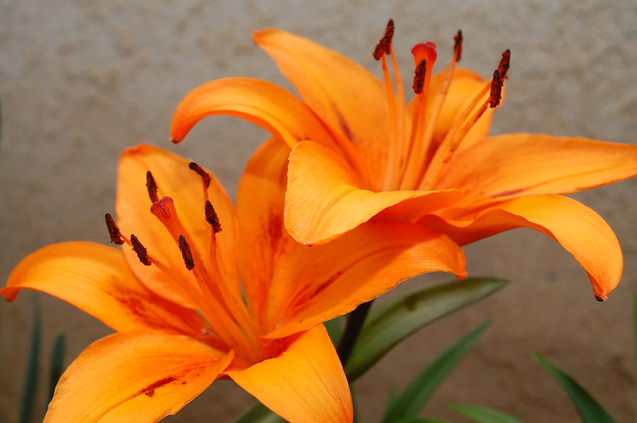 Orange Lilies 2 Photograph by Amy Fose