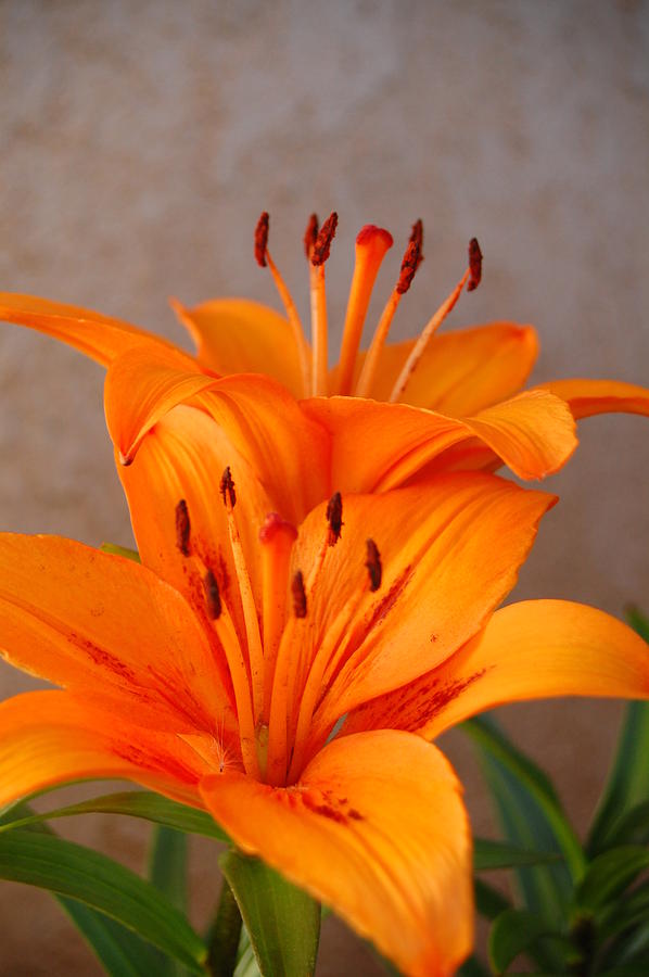 Orange Lilies 3 Photograph by Amy Fose