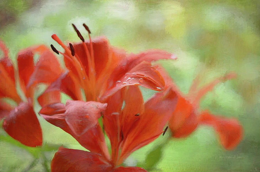Orange Lilies - Digital Painting Photograph by Maria Angelica Maira