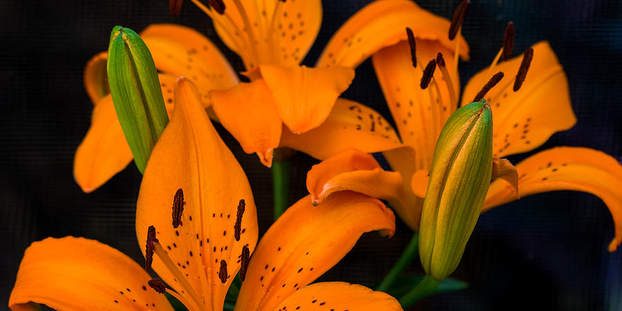 Orange Lilies Photograph by Ed Gleichman