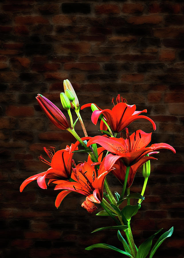 Orange Lilies in the Spring Photograph by John Christopher