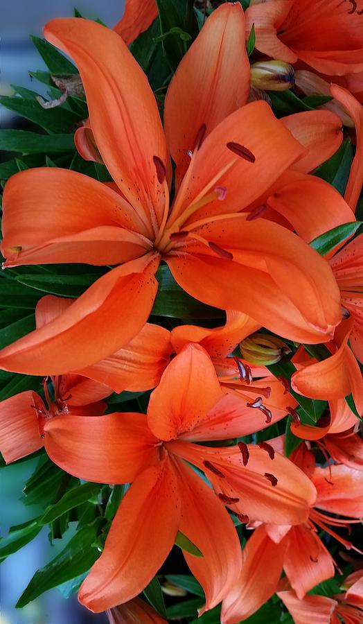 Orange Lilies Photograph by Joe Duket