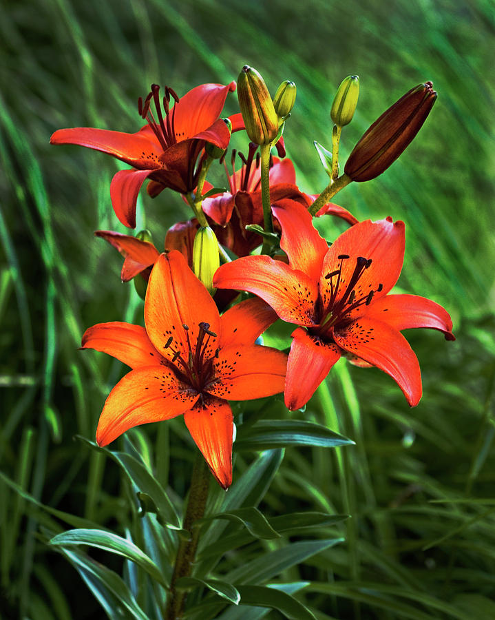 Orange Lilies Photograph by John Christopher