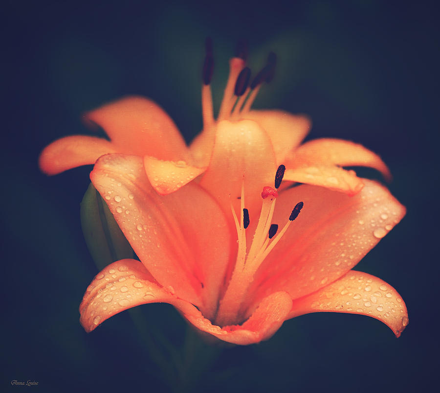 Orange Lilies Raindrops Photograph by Anna Louise