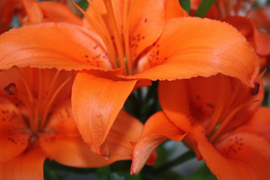 Orange Lilies Photograph by Yvonne Ayoub