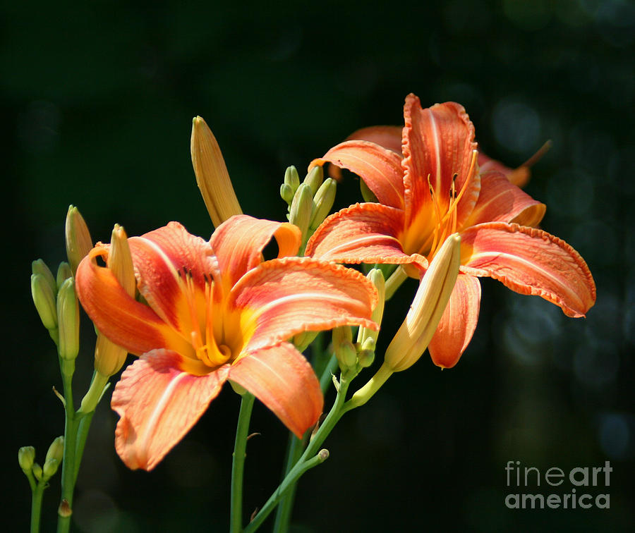 Orange Lilies Photograph by Sandra Huston