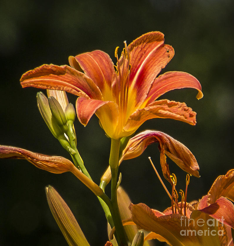 Flowers Still Life Photograph - Orange Lily Beauty by Joann Long