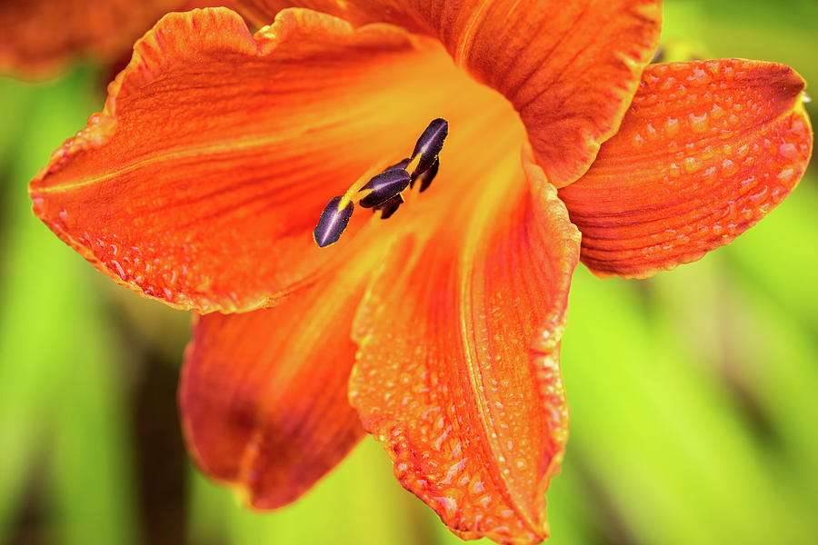 Orange Lilly of the Morning Photograph by Ken Stanback