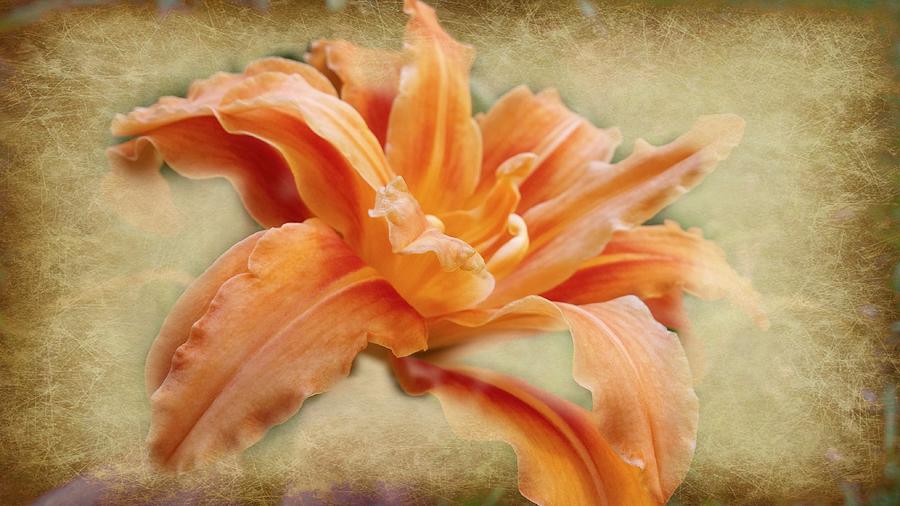 Nature Photograph - Orange Lilly Pop by Kathy Barney