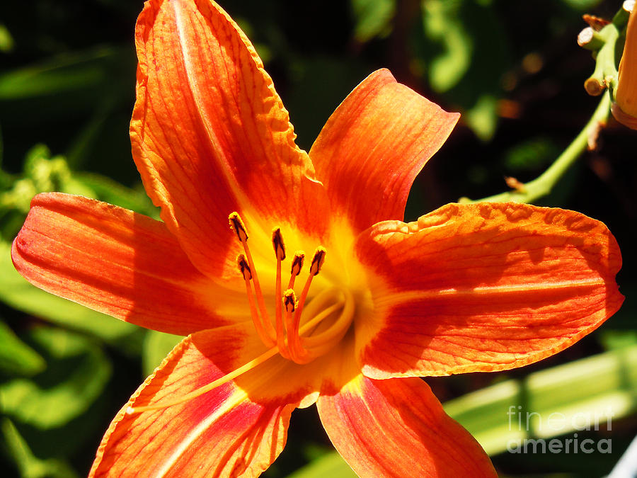 Orange Lilly with stamen and pistil Photograph by David Frederick