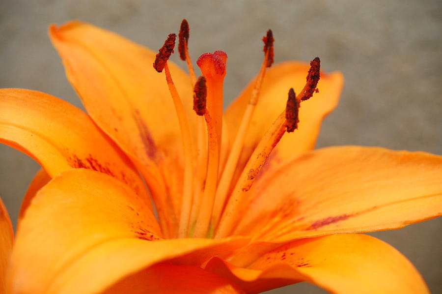 Orange Lily 1 Photograph by Amy Fose
