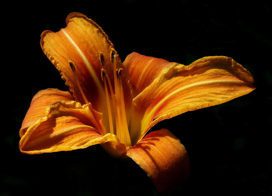 Orange Lily 1 Photograph by John Topman