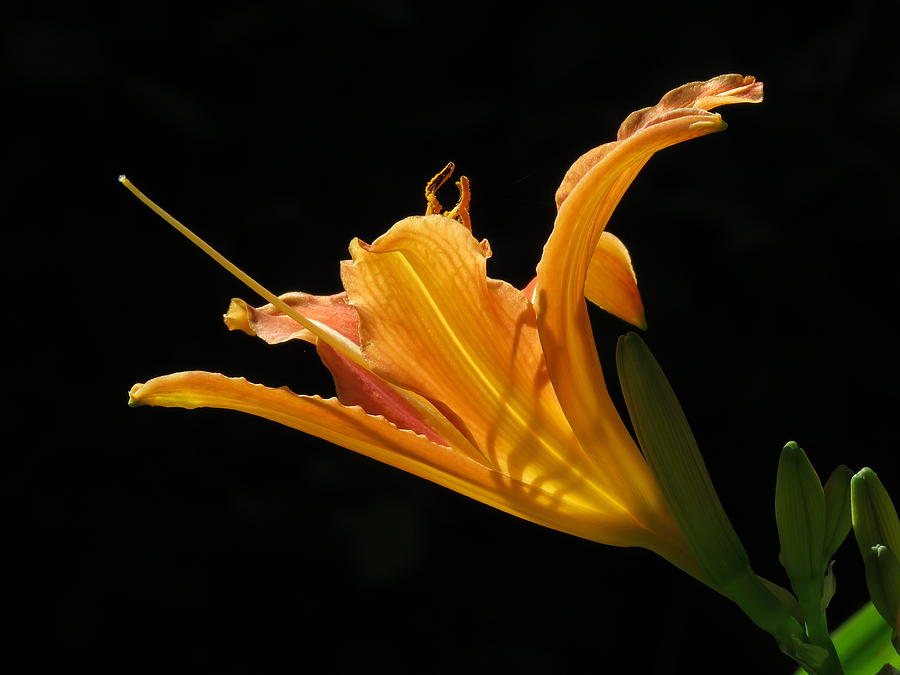 Orange Lily 2 Photograph by John Topman