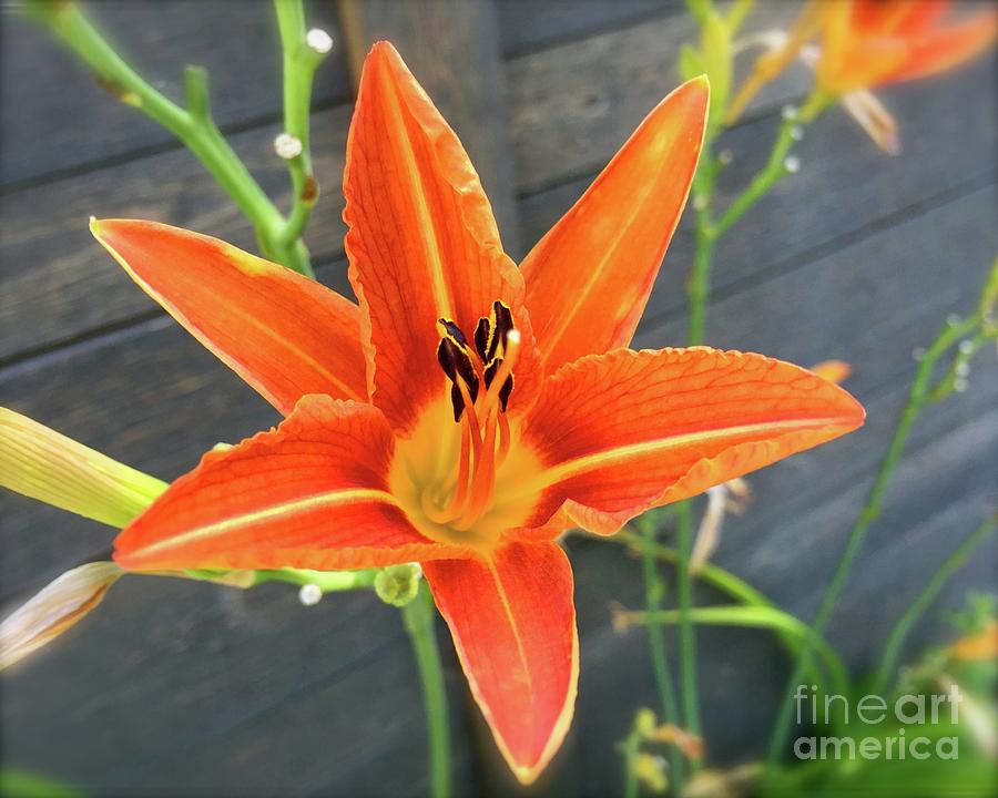 Orange Lily 2 Photograph