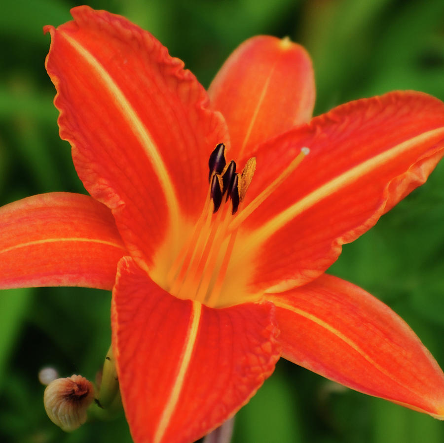 Orange Lily Photograph by Adria Trail