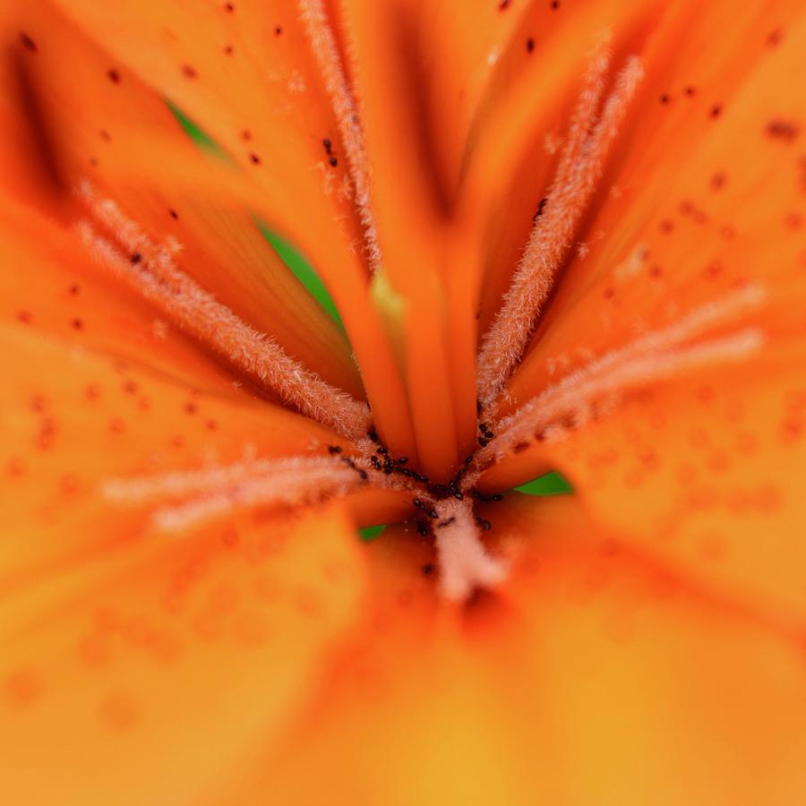 Orange Lily Ant Farm  Photograph by M E