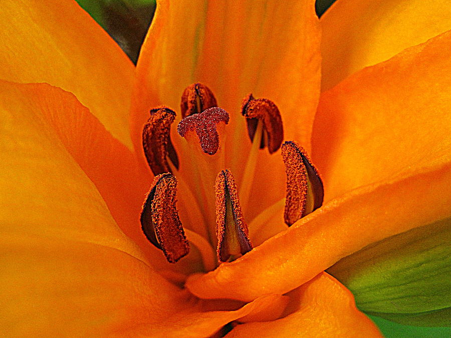 Flower Digital Art - Orange Lily by Bonita Brandt