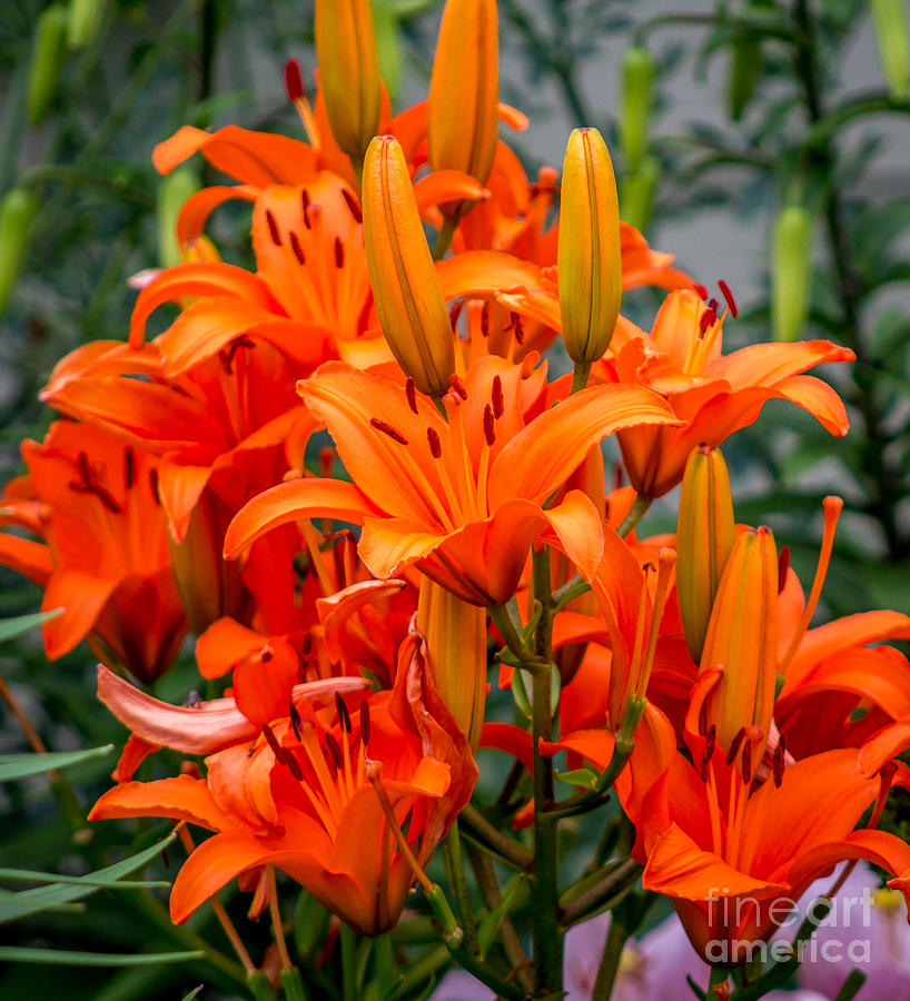 Orange Lily Bouquet Photograph