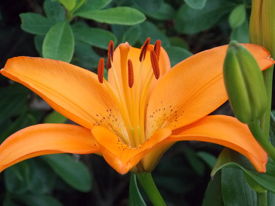 Orange Lily Photograph by Catherine Gagne