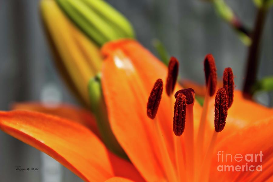 Nature Photograph - Orange Lily Close Up by Ms Judi